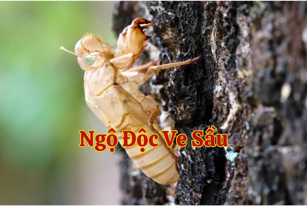 Ngộ độc ve sầu - Vạn Toàn